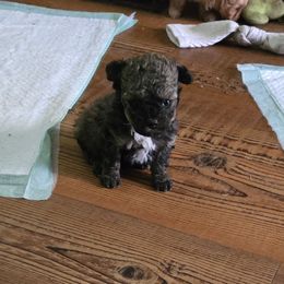 Tadpole - Sable male Poodle puppy in Grand Saline, Texas from Oldfield Outdoors