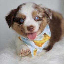 Quinn RMM - Red merle male Miniature Australian Shepherd puppy in Buchanan, Georgia from Stanleyville Farm Mini Aussies