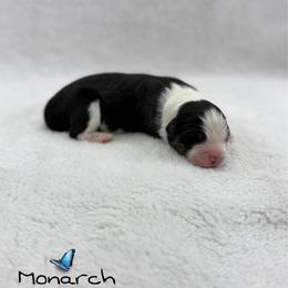 Monarch - Black tri-color male Australian Shepherd puppy in Jonesborough, Tennessee from Lotus Australian Shepherds