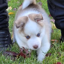 Macchiato - Red and white male Pomsky puppy in Spokane, Washington from CJ White's Poms and Pomskies
