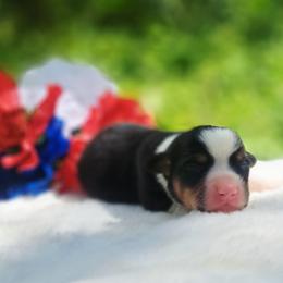 Girl 1 - female American Corgi puppy in Gouverneur, New York from St. Lawrence Corgis