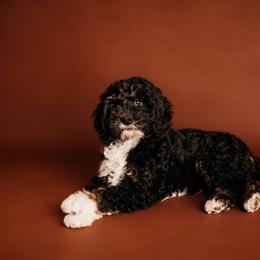 Willow - Phantom female Bernedoodle puppy in Grants Pass, Oregon from Royal Empire Bernedoodles