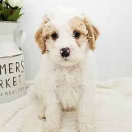 Chili - Red male Bernedoodle puppy in Granton, Wisconsin from Rose River Farms