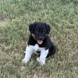 Michael - Black tri-color male Australian Shepherd puppy in Mount Vernon, Texas from RJ's Aussie Posse