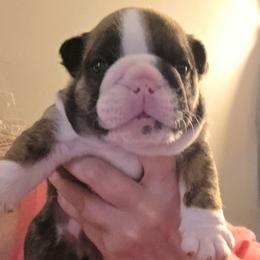 TBD - Red brindle male Bulldog puppy in Lexington, Kentucky from E. Clive Bulldogs