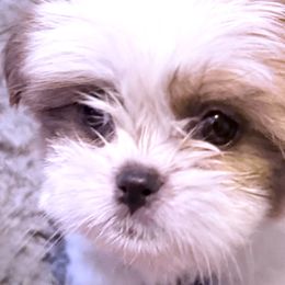 Shih Tzus and Shorkies from Shorkie Land