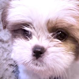 Shih Tzus and Shorkies from Shorkie Land