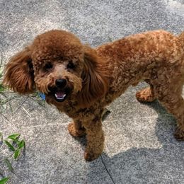 Goldendoodle and Maltipoo All Grown Up from Palm View Pups