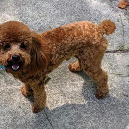 Goldendoodle and Maltipoo All Grown Up from Palm View Pups
