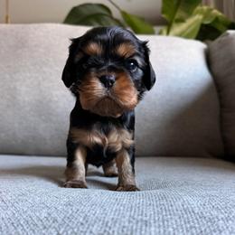 Indie - Black and tan female Cavalier King Charles Spaniel puppy in Fresno, California from CaliCavaliers