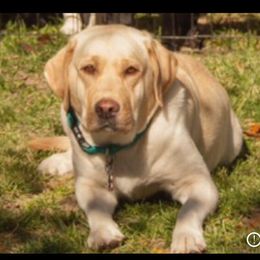 Lily - Labrador Retriever