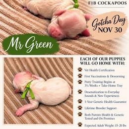 Mr Green - Buff and white male Cockapoo puppy in Tampa, Florida from Mary Puppins
