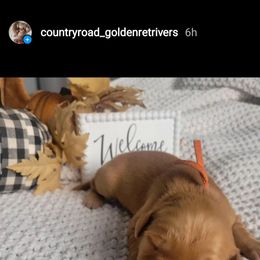 Golden Retriever Puppies from Country Road Golden Retrievers