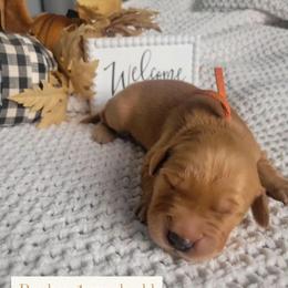 Golden Retriever Puppies from Country Road Golden Retrievers