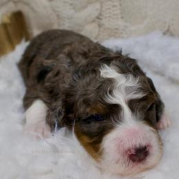 Clara - Merle female Bernedoodle puppy in Bowling Green, Ohio from Windy Creek Doodles