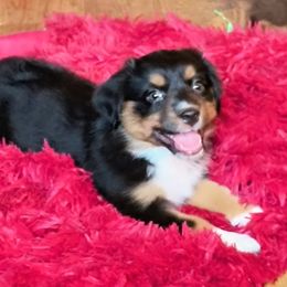 Ebony - Black tri female Miniature American Shepherd puppy in Goldendale, Washington from Amulet Charm
