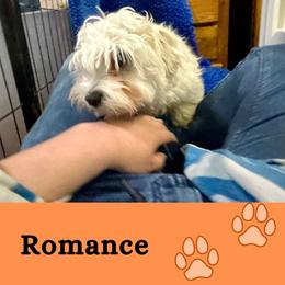 Romance - White male Coton de Tulear puppy in Provo, Utah from New Canyon Havanese & Coton Puppies