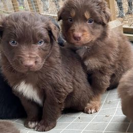 Australian Shepherd Puppies from Coleman's Natural Bridge Aussies