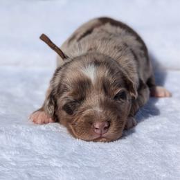 Brown collar - Red merle male Australian Shepherd puppy in Coulee City, Washington from Mr and Mrs Doodle Farm