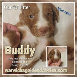 Goldendoodle Puppies from Stacy Warwick