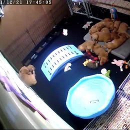 Golden Retriever Puppies from Mueller’s Furry Farm