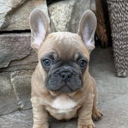 Papa Smurf from OFA'd Parents - Fawn male French Bulldog puppy in Billings, Montana from Yellowstone Frenchies