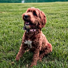 Stella - Australian Labradoodle