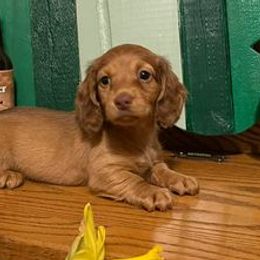 Dachshunds from NLKW Dachshunds