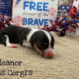 Eleanor - Black and tan female Pembroke Welsh Corgi puppy in Purcell, Oklahoma from Lewis Aussie’s & Corgi’s
