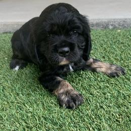 Boy 1 - Black white and tan male Cocker Spaniel puppy in Gadsden, Alabama from Rich Cat’s