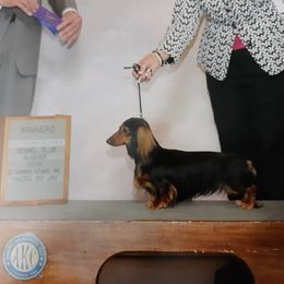 Taro - Dachshund