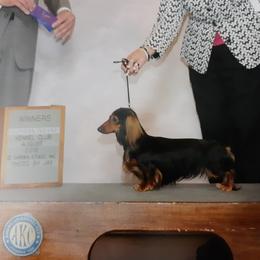 Taro - Dachshund