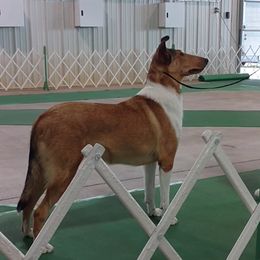 Wonder - Collie