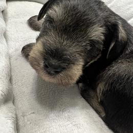 Miniature Schnauzer puppies from Joyce's Miniature Schnauzers