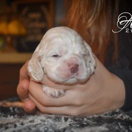 Ash - Buff and white male Cocker Spaniel puppy in Myerstown, Pennsylvania from The Cocker Cingdom