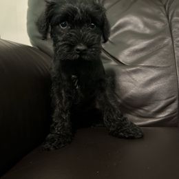 Ruby - Black female Miniature Schnauzer puppy in Winterville, Georgia from Patty’s Little Pups