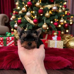 Peach - Blue and gold female Yorkshire Terrier puppy in Kendallville, Indiana from Yorkies Kisses