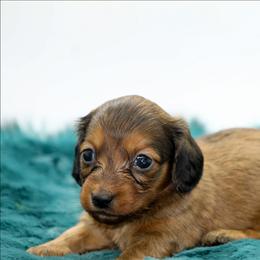 Female 1 - Red female Dachshund puppy in Childress, Texas from Taylor Farms