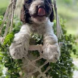 Goldendoodle and Poodle Puppies from The Poodle Plantation
