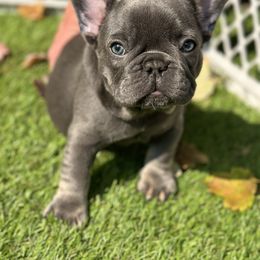 French Bulldog Puppies from Jolie Frenchies