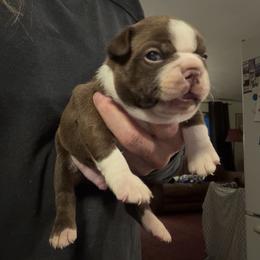 Tod - Red male Boston Terrier puppy in Tenmile, Oregon from High Plains French Bulldogs,Boston Terriers and Frenchtons.