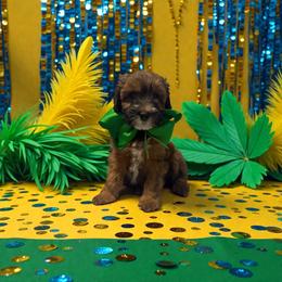 Green - Brown male Whoodle puppy in Haughton, Louisiana from Bailey’s Cajun Canines