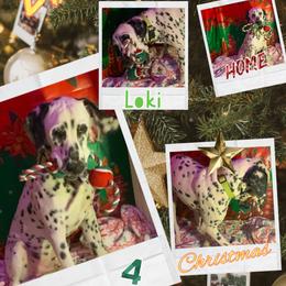 AKC LUA Loki - White and black male Dalmatian puppy in Las Vegas, Nevada from 101 Dew Dream Valley Dalmatians