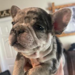 Wendy - Blue fawn female French Bulldog puppy in Seneca, South Carolina from Burrell’s Bulldog Kingdom