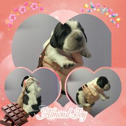 Almond Joy - Black and white female English Springer Spaniel puppy in Westover, Maryland from Sterling's springer Haven