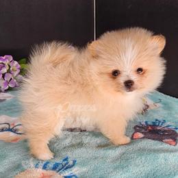 Pepper's Beeswax - Bee - Cream female Pomeranian puppy in Plant City, Florida from Pepper's Pomeranians