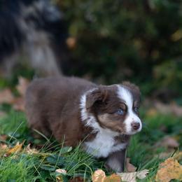 Australian Shepherd Puppies from McDonald Farm's Australian Shepherds