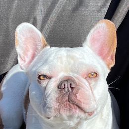 Penny - French Bulldog