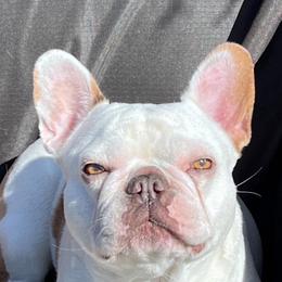 Penny - French Bulldog