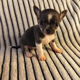 Akc Clover - Blue and white female Chihuahua puppy in Cedarville, Ohio from Evereve Kennels